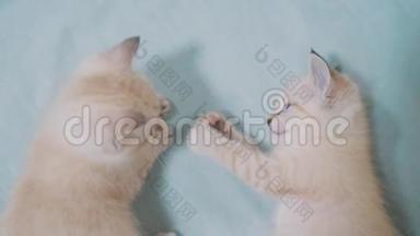 两只小白猫在床上玩打架的<strong>搞笑视频</strong>.. 白猫两只小猫睡觉咬人